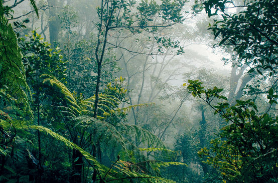 Selva tropical en Borneo