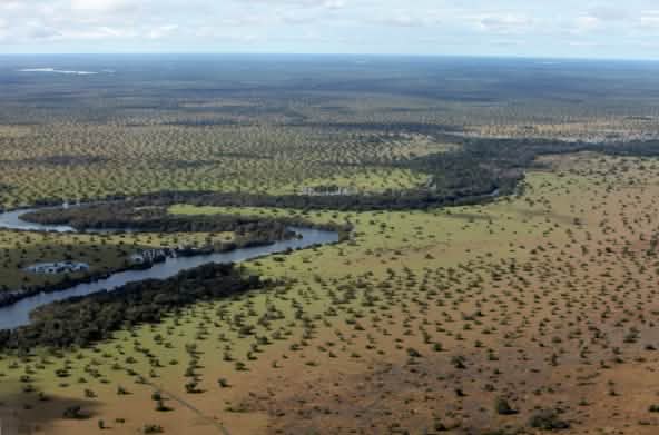 El cerrado de Brasil, vegetación y río, a vista de pájaro.