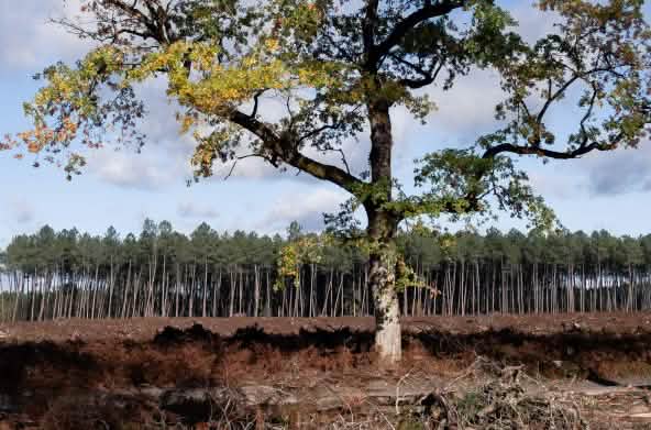 Tras una tala rasa de los árboles de un bosque semi natural en Vienne, Francia, se ve en el centro de la imagen el único roble que quedó en pie. Al fondo hay un monocultivo de pinos.