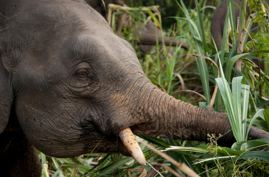 Elefante comiendo