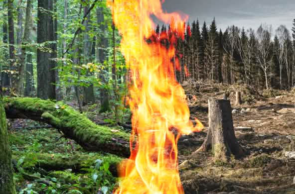 Fotomontage collage con un bosque verde a la izquierda, uno destruido a la derecha y en el centro un fuego
