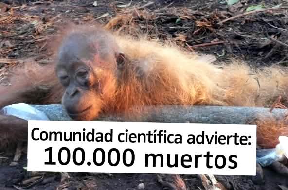 Orangután amarrado y severamente herido