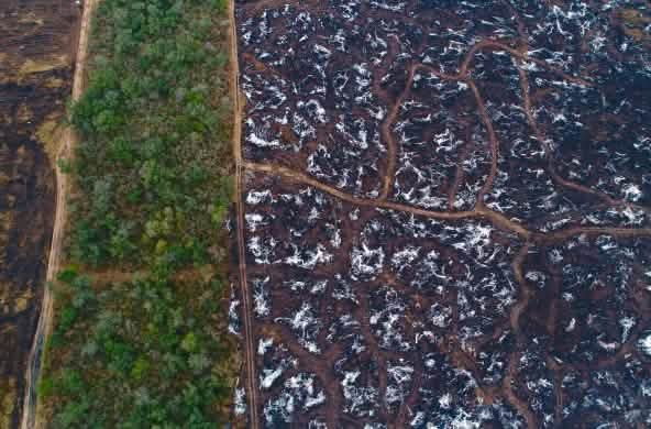Tala y quema en el Gran Chaco para establecer plantaciones de soja