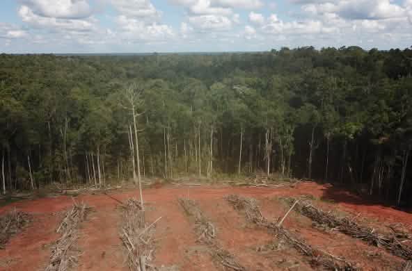 Destrucción de la selva tropical en Papua, Indonesia, para establecer palma aceitera