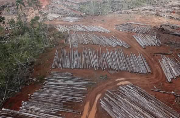 Tala para establecer una plantación de palma aceitera, por parte de PT Digoel Agri en Papua