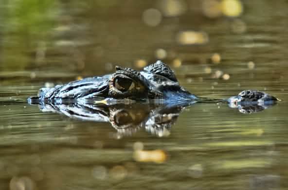 Cocodrilo parcialmente sumergido en el río Orinoco, Venezuela