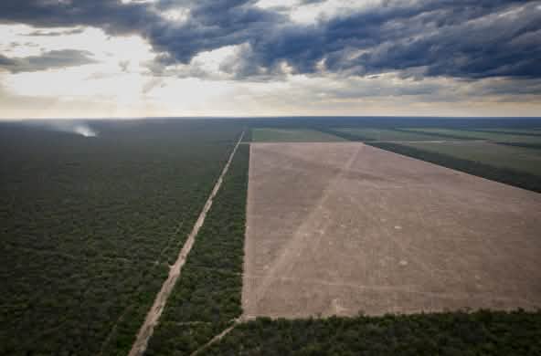 Vista aérea de la deforestación de una gran parcela de monte nativo en la provincia de Chaco, Argentina