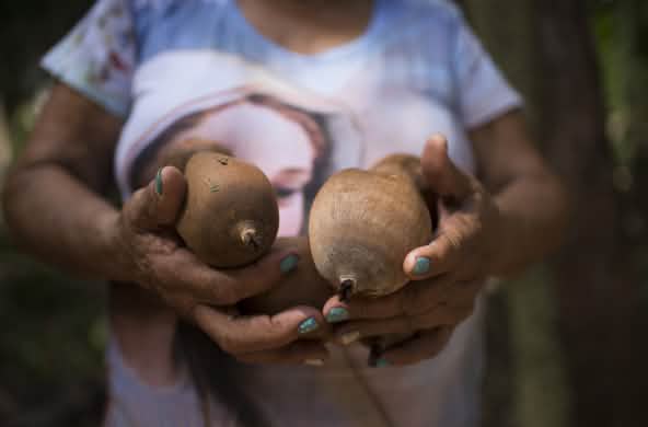 Detalle de unos cocos babasú, sujetos entre las manos de una mujer trituradora