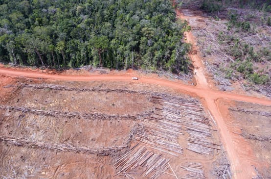 Vista aérea de la tala de bosque para establecer plantaciones de palma aceitera en Papua, Indonesia