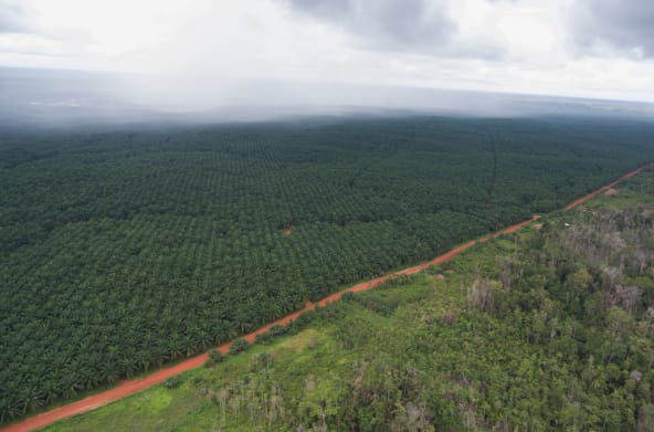 Plantación de palma de la empresa Korindo en Indonesia