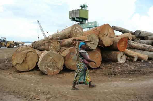 Troncos amontonados en el puerto de Kinshasa.