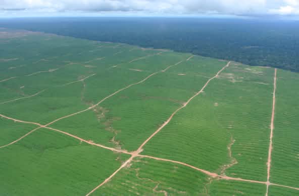 Plantaciones de palma aceitera en Perú