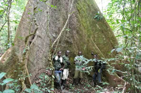 Trabajadores de la Wild Chimpanzee Foundation (WCF) y ecoguardias ante un árbol gigante en el Parque Nacional de Sapo, Liberia