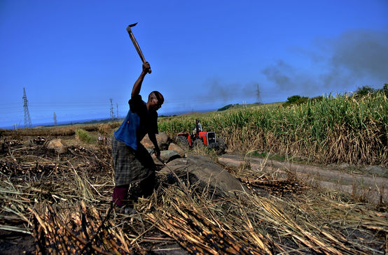 Trabajador en una plantación de caña de azúcar