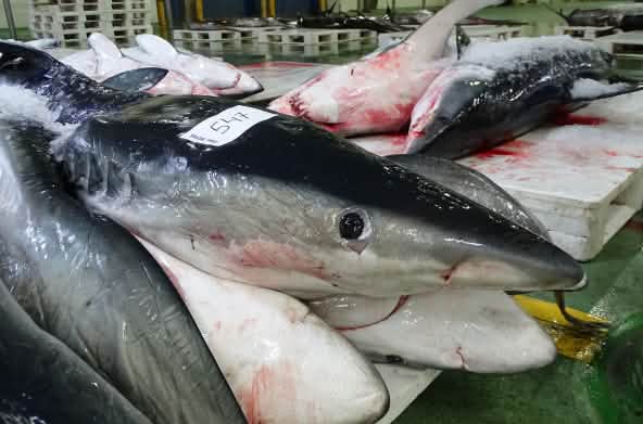 Tiburones muertos recién llegados a puerto