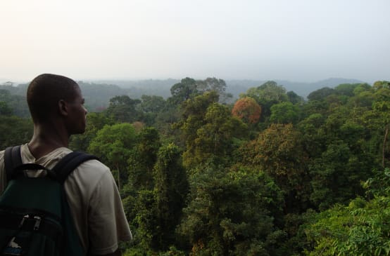 Selva tropical al sur del Parque Nacional de Korup, Camerún