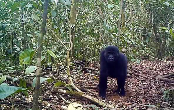 Gorila en el Bosque de Ebo, Camerún