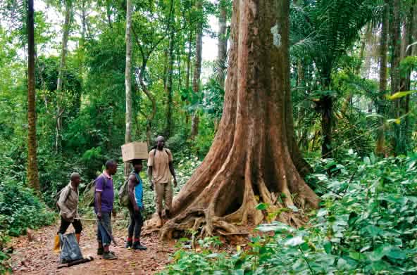 Eco guardias en la selva en Nigeria