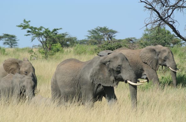 Manada de elefantes en el Serengeti