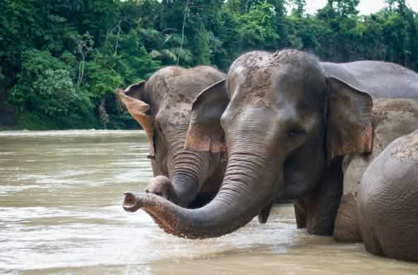 Elefantes de Sumatra tomando un baño en el río