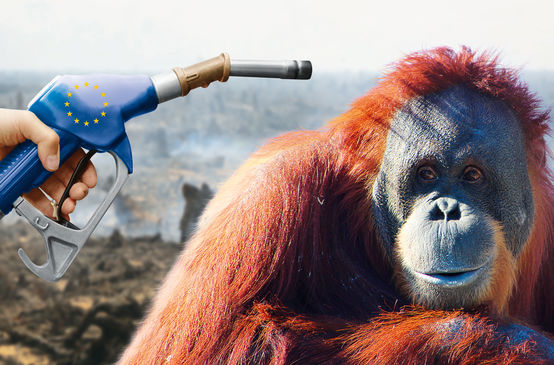 Orangutanes biocombustible