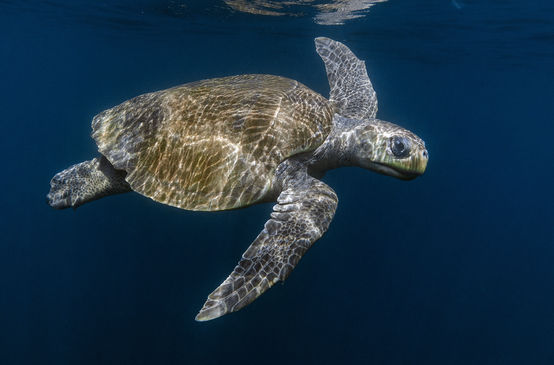 Tortuga marina Olive Ridley