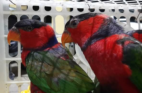 Dos loros hembra enjaulados
