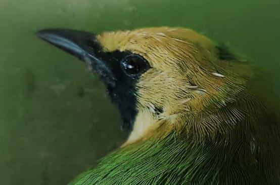 Primer plano de la cabeza de un ave verde con la frente amarilla