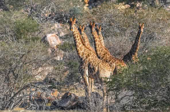 Jirafas
