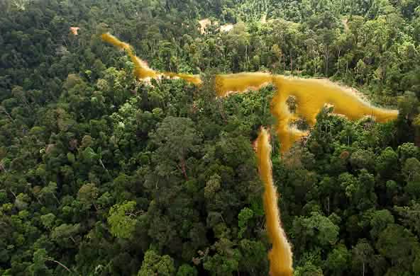 Selva en la Guayana francesa