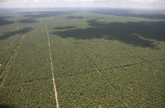 Vista aérea de plantaciones de aceite de palma