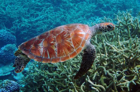 Tortuga verde marina