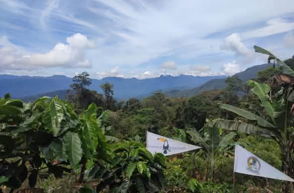 Los Tigres de Pining y Salva la Selva (en Indonesia Hutan Hujan) colaboran para salvar el ecosistema de Leuser