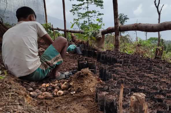 Una persona se encuentra trabajando en un vivero forestal, entre un montón de plántulas