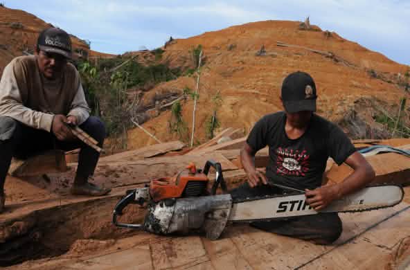 Madereros en Borneo con motosierra de Stihl
