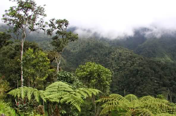 Bosque nublado de montaña en la región de Intag, norte de Ecuador. Vista de la vegetación.