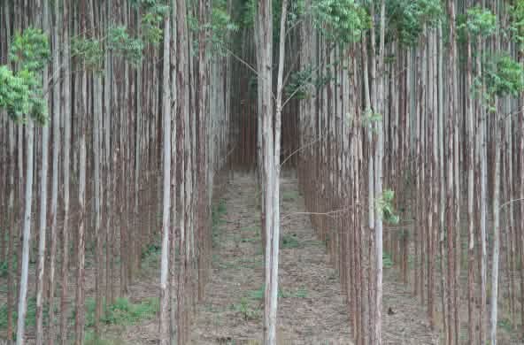 Plantación de eucalipto