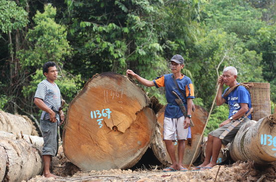 Tala de la selva de Kinipan - miembros de la comunidad junto al tronco talado
