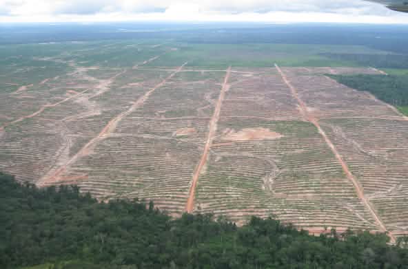 Área talada de la selva en Perú, para la producción de palma aceitera en régimen de monocultivo
