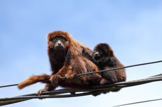 Un mono aullador rojo austral se sienta en los cables de alta tensión con una cría
