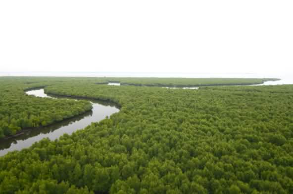 Vista aérea de un río que serpentea en medio de un bosque de manglares.