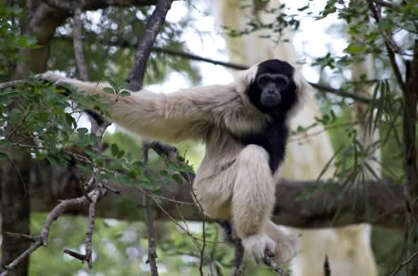 Pileated gibbon (hylobates pileatus)
