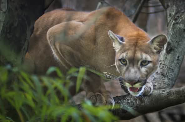 Un puma acecha en la rama de un árbol
