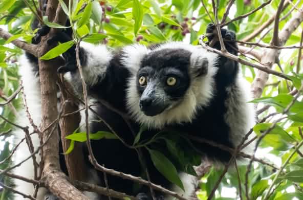Un lémur de pelaje blanco y negro encaramado en las ramas de un árbol