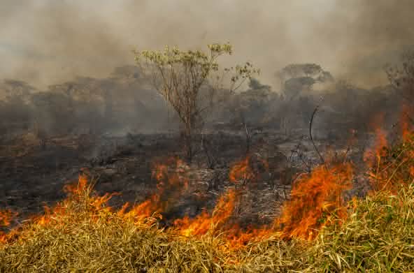 Incendio forestal en Brasil