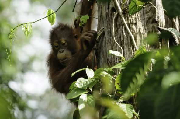 Orangután de Borneo