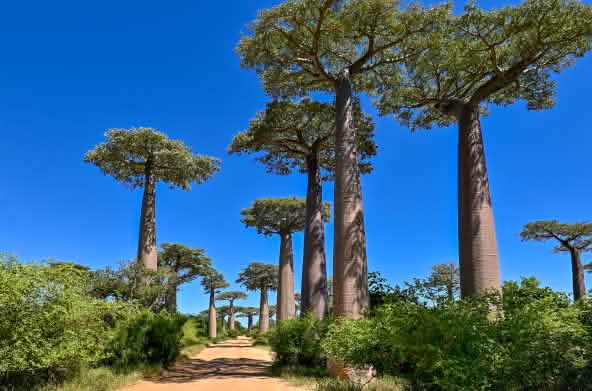 Avenida de los baobabs en Madagascar