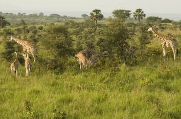 Jirafas en el Parque Nacional de las cataratas Murchison, Uganda