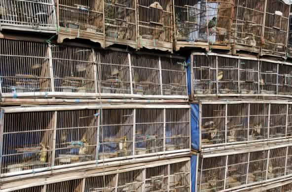 Filas de jaulas de aves en un mercado de aves en Yakarta