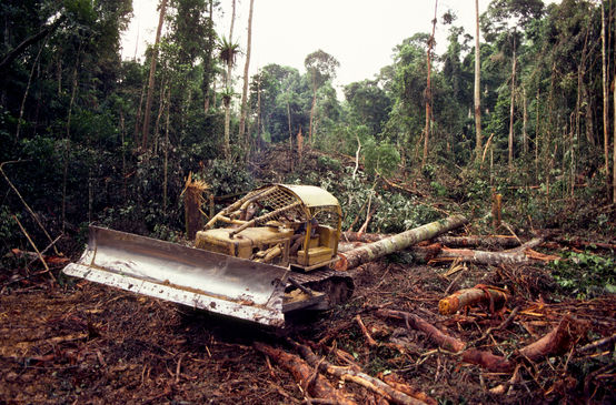 Bulldozer talando la selva
